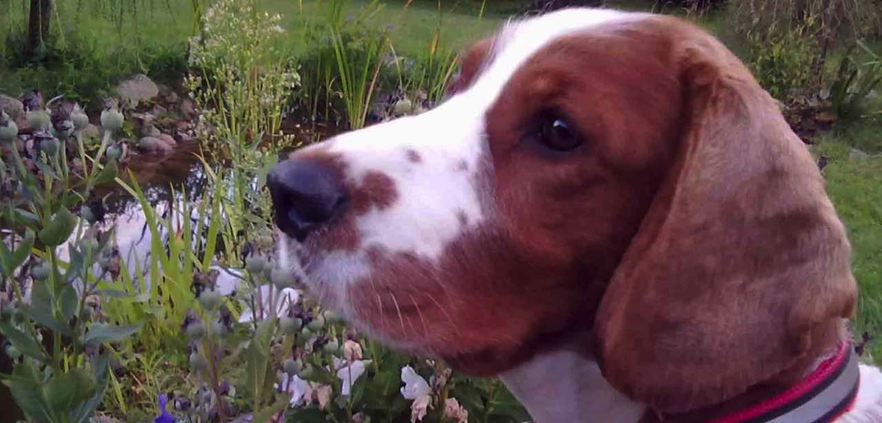bart-springer spaniel-walijski