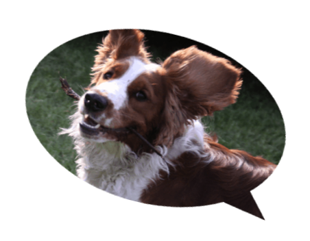 zawsze-radosny-springer-spaniel-walijski